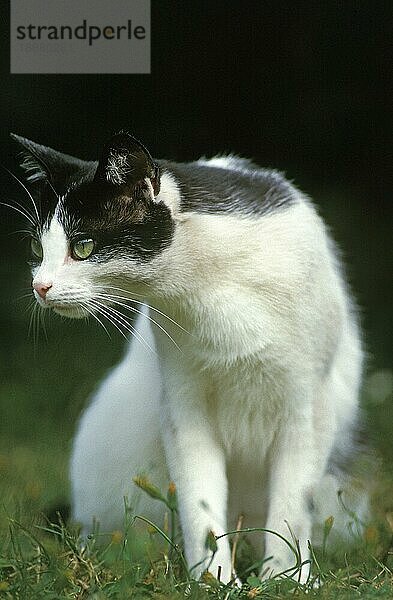 Schwarze und weiße Hauskatze  Erwachsene sitzend auf Gras