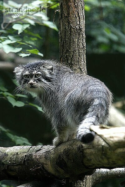 Manul (otocolobus manul) oder Manul  erwachsen