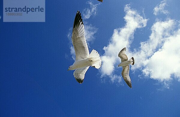 Ringschnabelmöwe (larus delawarensis)  ERWACHSENE IM FLUG  FLORIDA