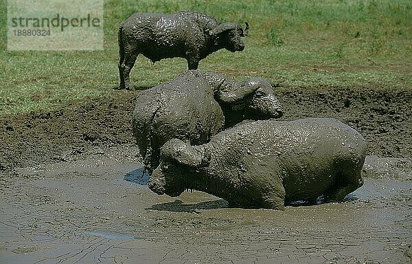 AFRIKANISCHER BUFFALO (syncerus caffer)  ERWACHSENE BEIM SCHLAMMBAD  SERENGETI PARK IN TANSANIA