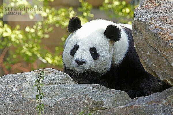 Großer Panda (ailuropoda melanoleuca)  erwachsen