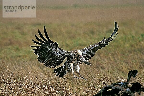 RUPPELL'S VULTURE gyps rüppellii  ERWACHSENE IM FLUG  LANDUNG  KENIA