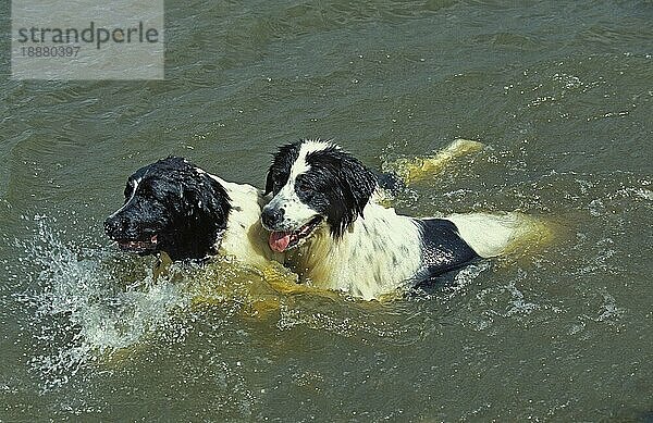 Landseer Hund  Erwachsene spielen im Wasser