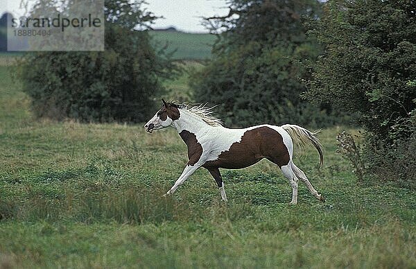 PAINT HORSE  ERWACHSEN  GALOPPIERT DURCH DIE WIESE