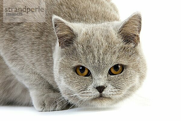 Lila Creme Britisch Kurzhaar Hauskatze  weiblich gegen weißen Hintergrund