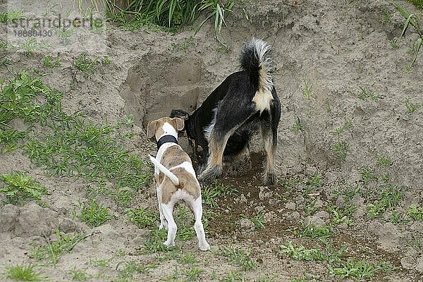 Mischlingshund und Whippet  Welpe  11 Wochen  gräbt  graben  grabend