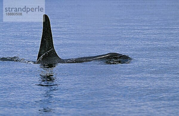 Schwertwal (orcinus orca)  Rückenflosse eines Erwachsenen  Kanada  Nordamerika