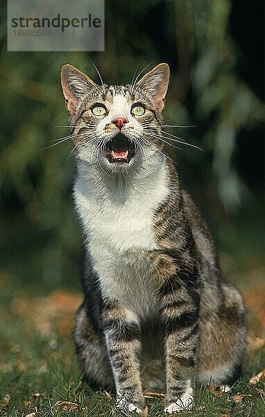 BRAUN GETIGERTE UND WEISSE HAUSKATZE  ERWACHSEN MIAUEND