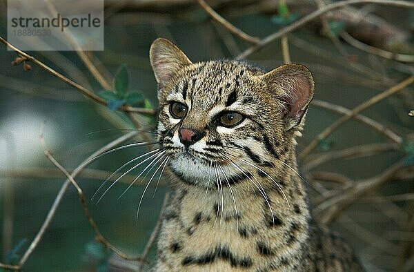 Geoffroys Katze  oncifelis geoffroyi  Portrait eines Erwachsenen