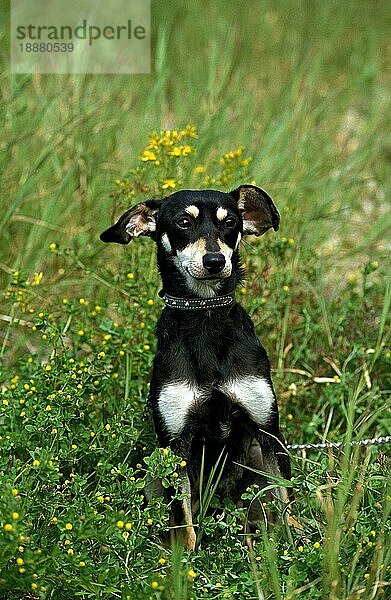 Haushund mit Halsband  Erwachsener sitzend auf Gras