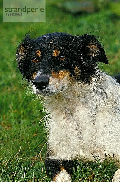 Border Collie Hund liegt auf Gras