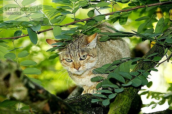 AFRIKANISCHE WILDKATZE (felis silvestris lybica)  ERWACHSENER AUF EINEM BRUCH STEHend