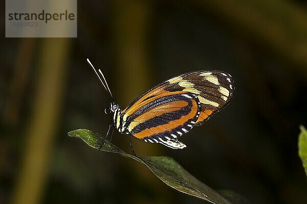 Eueides Schmetterling  eueides isabella  Erwachsener stehend auf Blatt