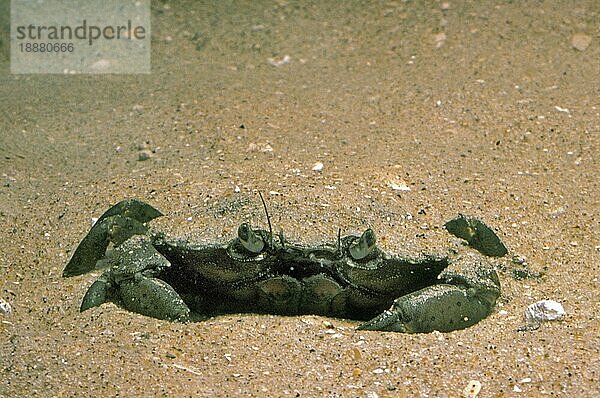 EUROPÄISCHE KREBSKRANKE (carcinus maenas)  ERWACHSENER IM SAND VERGRäbt