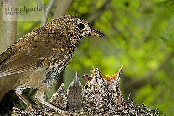 Singdrossel (turdus philomelos)  Erwachsene füttern Küken am Nest  Normandie