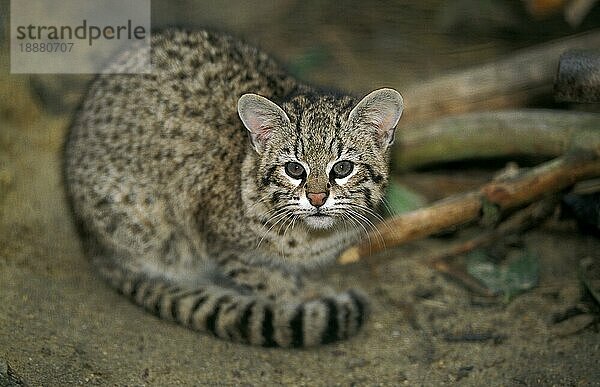 Geoffroys Katze  oncifelis geoffroyi  Erwachsener