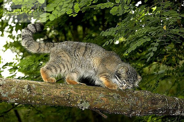 Manul (otocolobus manul) oder Pallas-Katze  Erwachsener riechend  auf Ast laufend