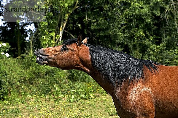 Appaloosa-Pferd  erwachsen wiehernd
