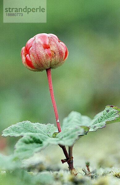 Moltebeere (Rubus chamaemorus)  Frucht  Lofoten  Norwegen  Europa