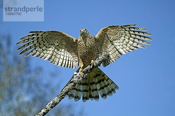 Sperber (accipiter nisus)  Erwachsener beim Abflug  Normandie