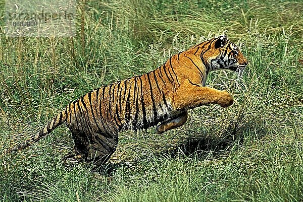 Königstiger (panthera tigris tigris)  ERWACHSENER SPRINGEND