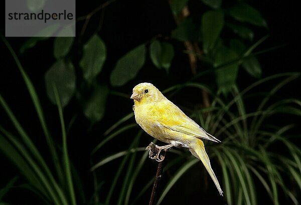 Kanarengirlitz (serinus canaria) oder Gesangskanarienvogel  erwachsen