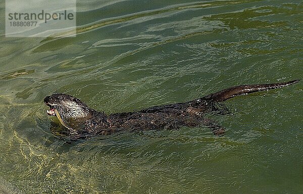 Fischotter (lutra lutra)  ERWACHSENER MIT GEMEINSAMEM AAL IM MAUL  Frankreich  Europa