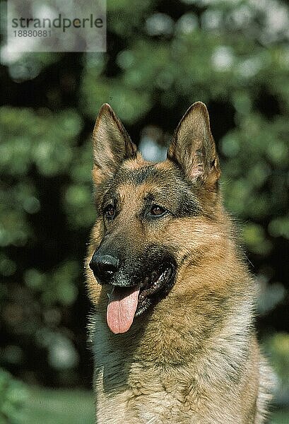 Deutscher Schäferhund  Portrait eines Erwachsenen mit herausgestreckter Zunge