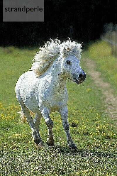 SHETLANDPONY  ERWACHSEN GALOPPIEREND AUF DER KOPPEL