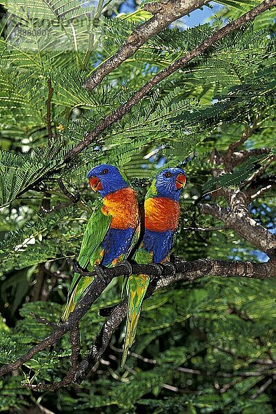 Regenbogenlori (trichoglossus haematodus moluccanus)  erwachsene Tiere mit schönen Farben  Australien  Ozeanien