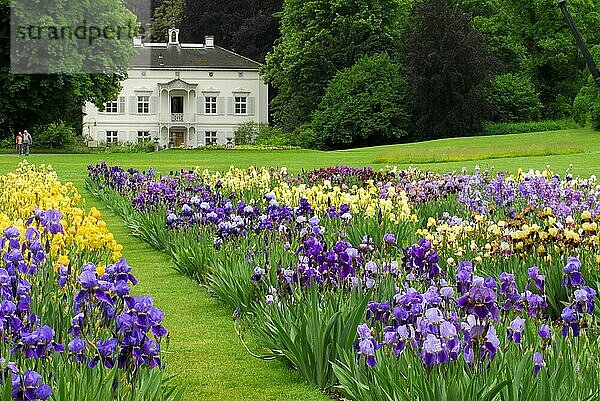 Deutsche Iris (Iris germanica)  Garten der Villa Merian  Grün 80  Basel  Schweiz  Europa