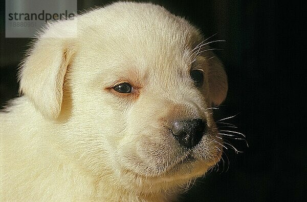 Gelber Labrador Retriever  Portrait eines Welpen