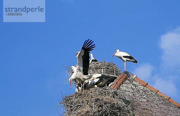 Weißstorch (ciconia ciconia)  ERWACHSENER AUF NEST STEHEND