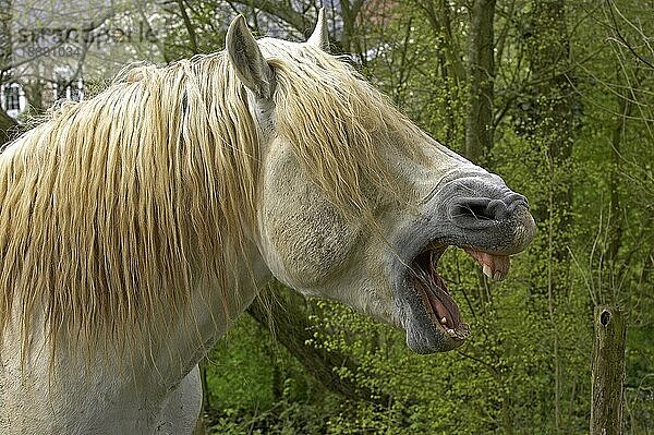 Percheron Pferd  ein Zugpferd au  erwachsenes Wiehern  Frankreich  Europa