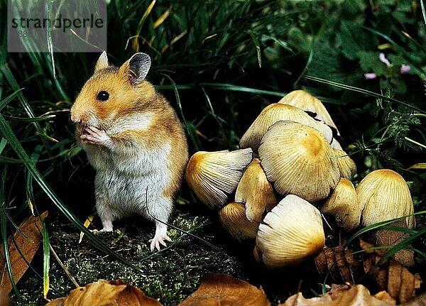 Goldhamster (mesocricetus auratus)  erwachsen  stehend in der Nähe von Pilzen