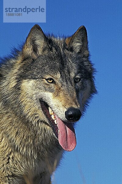 NORDAMERIKANISCHER GRAUER WOLF (canis lupus occidentalis)  PORTRAIT EINES ERWACHSENEN  KANADA