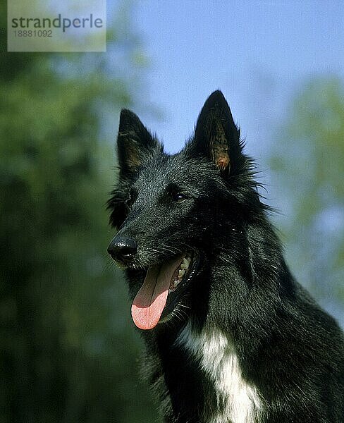 Porträt von Groenendael Belgischer Schäferhund