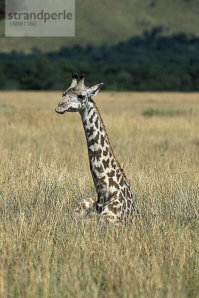 MASAI GIRAFFE (giraffa camelopardalis tippelskirchi)  ERWACHSENER LAYING DOWN IN SAVANNAH  KENYA