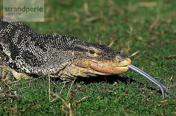 Wasserwaraneidechse (varanus salvator)  Porträt eines Erwachsenen mit herausgestreckter Zunge