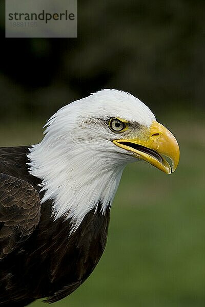 Weißkopfseeadler (haliaeetus leucocephalus)  Porträt eines Erwachsenen