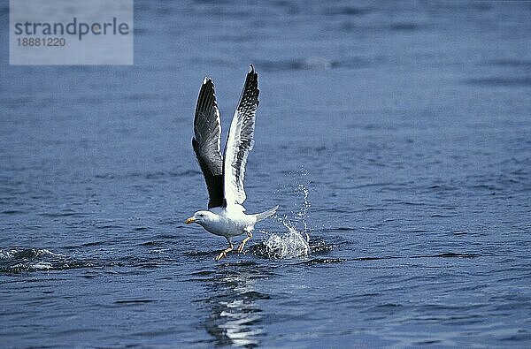 Dominikanermöwe (larus dominicanus)  ERWACHSENER BEWEGT SICH AUS DEM WASSER  MEXIKO