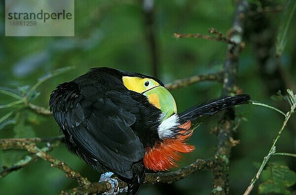 Kiefernschnabeltukan (ramphastos sulfuratus)  Erwachsener beim Putzen auf einem Ast  Costa Rica  Mittelamerika