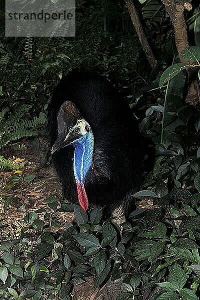 Südkasuar (casuarius casuarius) oder Doppelklappenkasuar  erwachsen