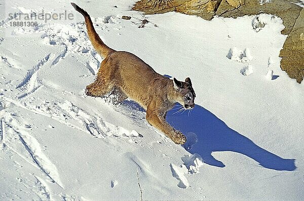 Puma (puma concolor)  ERWACHSENER IM SCHNEE  MONTANA