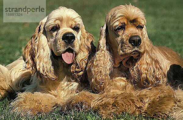 American Cocker Spaniel  Erwachsene liegend auf Gras