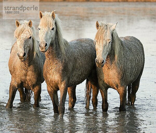 CAMARGUE PFERD  HERDE STEHEND IM SUMPF  SAINTES MARIE DE LA MER IM SÜDEN VON Frankreich