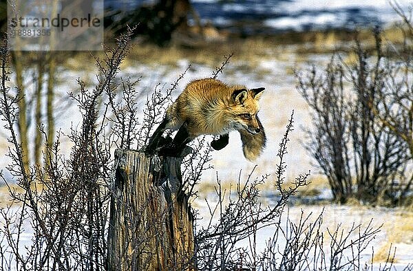 Rotfuchs (vulpes vulpes)  ERWACHSENER SPRINGT VOM BALKENSTAMM  KANADA