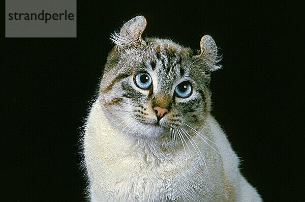 Amerikanische Lockenkatze  Porträt eines Erwachsenen vor schwarzem Hintergrund