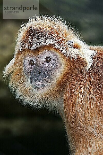 Javalangur oder Javalutung (trachypithecus auratus)  Portrait eines Erwachsenen