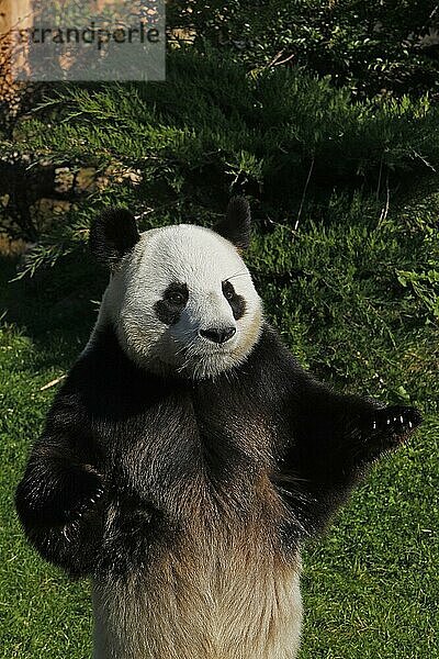 Großer Panda (ailuropoda melanoleuca)  erwachsen